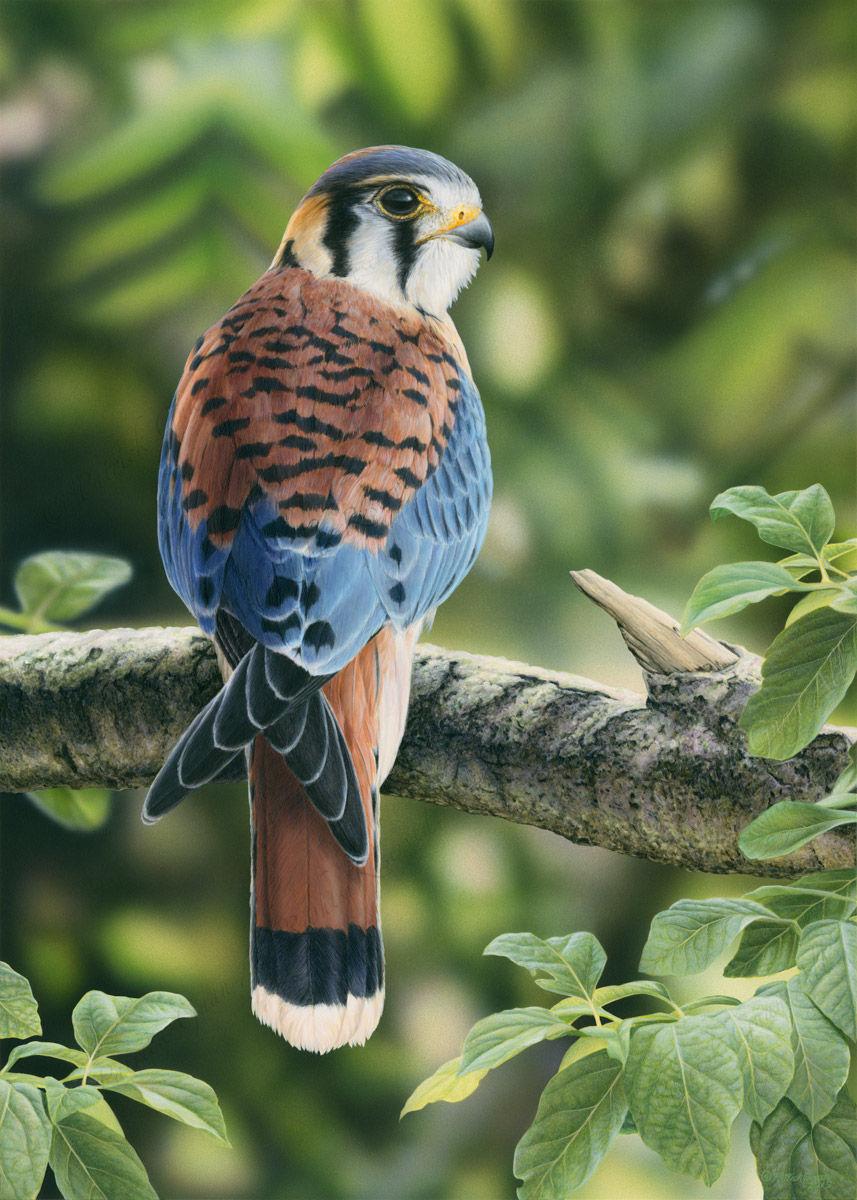 Giclée print of an original acrylic painting of a American Kestrel by Patrick Gnan.