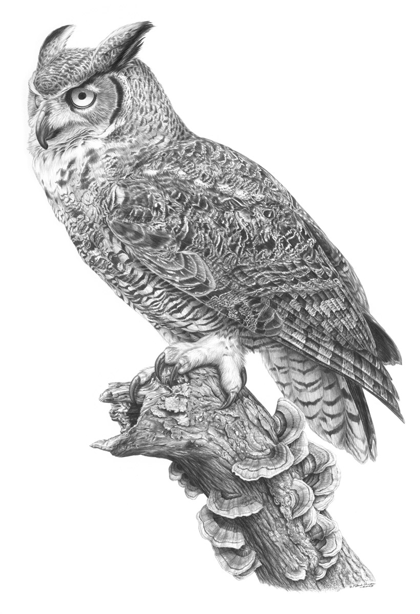 Original pencil drawing of a Great Horned Owl by Patrick Gnan.